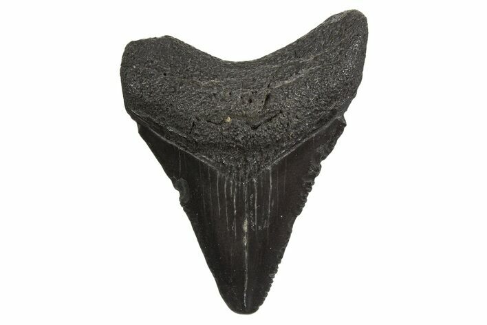 Serrated, Juvenile Megalodon Tooth - South Carolina #340574